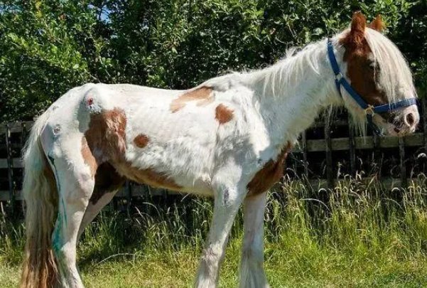 马医可以组什么词