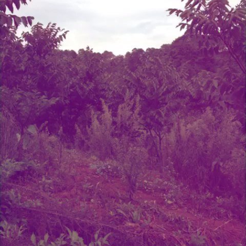 核桃林社区的介绍