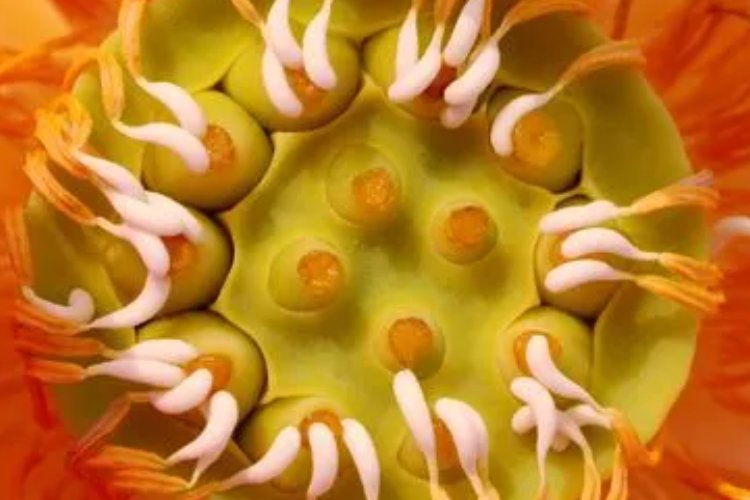蕊字怎么读