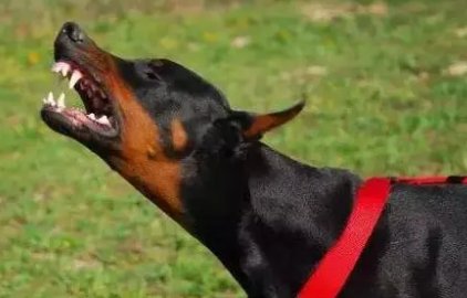 5岁女童遭狗咬毁容,犬主系公职人员!事发当时的具体情况是怎样的?