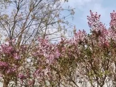 霜树尽空枝，肠断丁香结的意思?