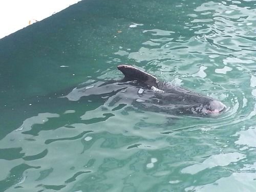 9米长鲸鱼嘴部胀气搁浅大连海滩，鲸鱼搁浅海滩是否与环境污染有关？