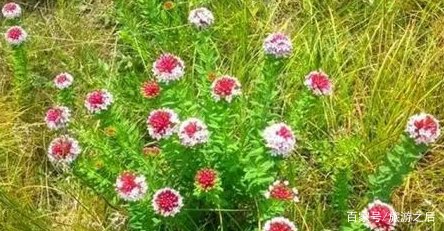 木兰围场不仅有乌兰布统草原,能看到妖艳的狼毒花吗?