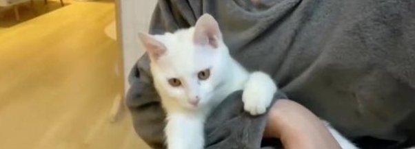 猫咪趁主人睡觉开闸放水,淹了主人家,主人是怎么处理此事的呢?