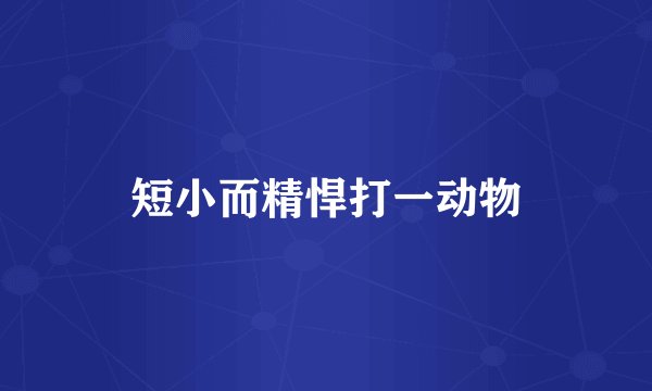 短小而精悍打一动物