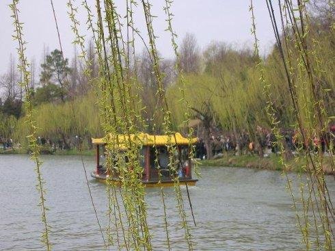 西湖边柳树换月季,杭州市民的意见为什么这么大?