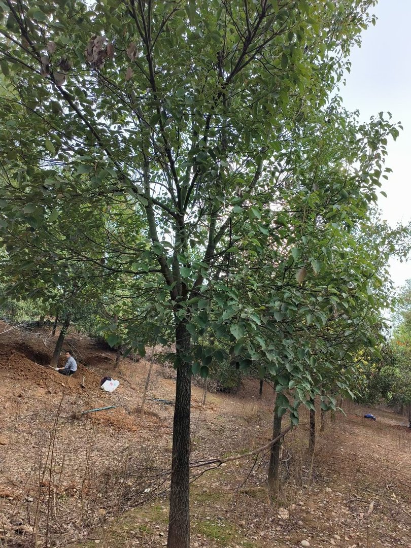 樟树一般长在哪些地方？
