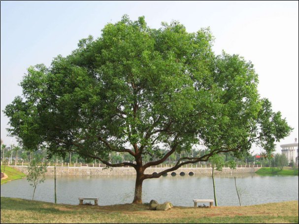 什么是香樟树