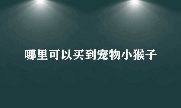 哪里可以买到宠物小猴子