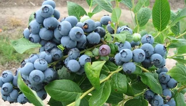 你如何看待云南一蓝莓地一夜长出百斤茶树菇这件事?