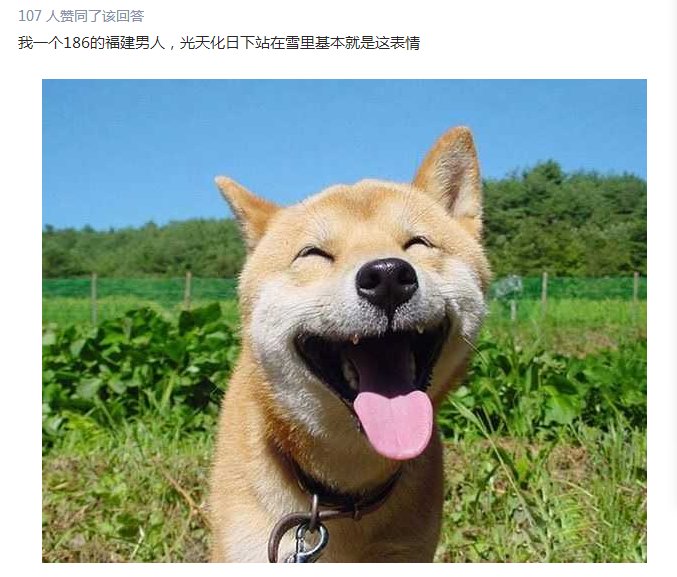 南方的猪第一次见雪兴奋不已,南方人第一次看雪都是啥样?