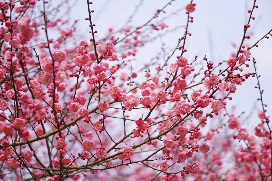 什么是梅花?