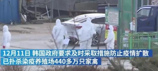 韩国扑杀440多万只家禽，这造成了多大的损失？