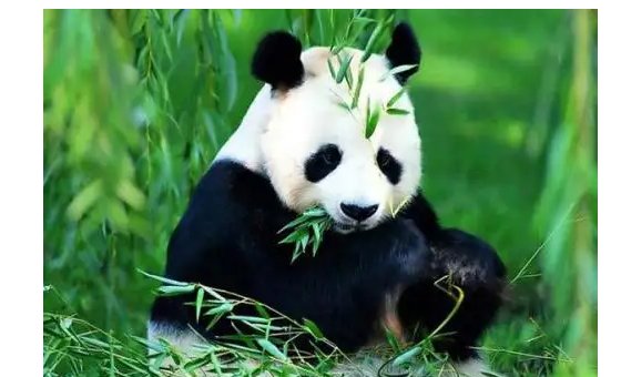 福寿的大熊猫喜欢吃什么竹子？