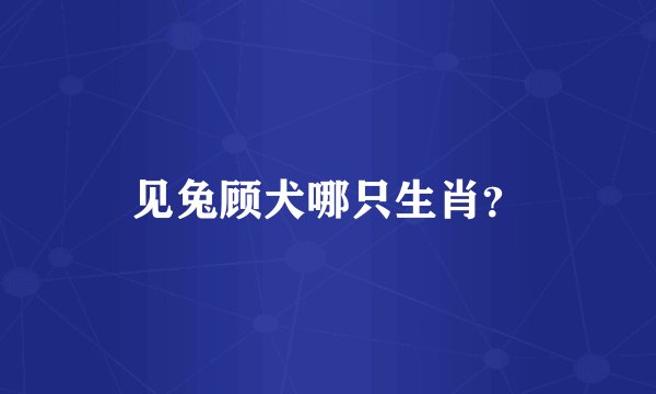 见兔顾犬哪只生肖？