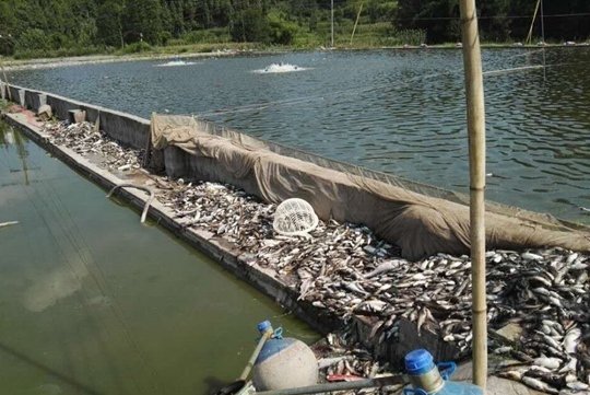 青海也现怪鱼,鱼塘损失1500多斤鱼,围捕怪鱼难在哪里?