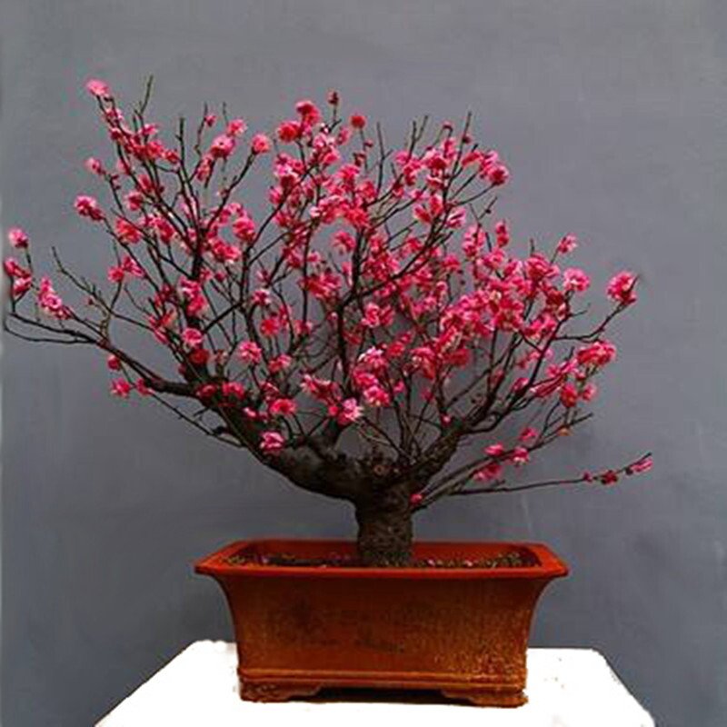 什么是梅花？