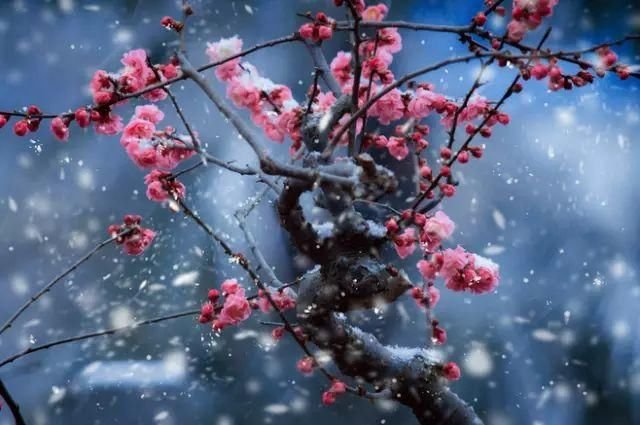 什么是梅花?