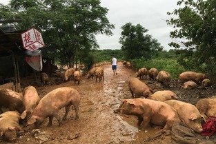 养殖场被淹,“二师兄”组团游泳自救,此次暴雨给养殖场造成了哪些损失?