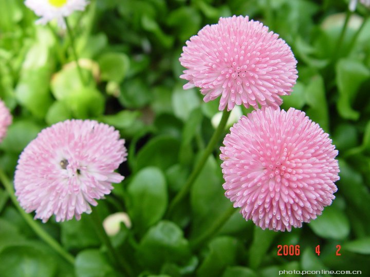 超级小花的介绍