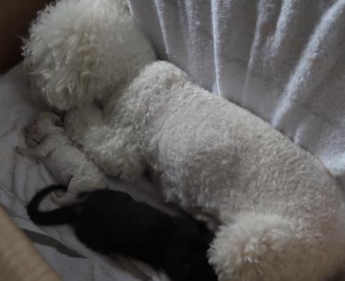 比熊犬给小黑豹当奶妈,动物当了妈妈之后也会变温柔吗?