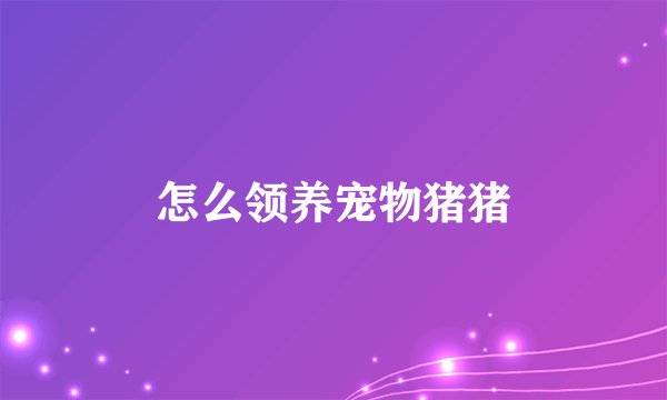 怎么领养宠物猪猪