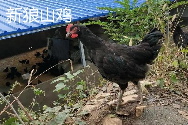 破壳而出指什么生肖动物
