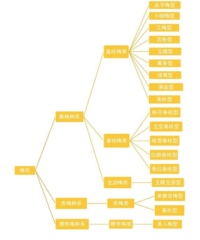 什么是梅花?