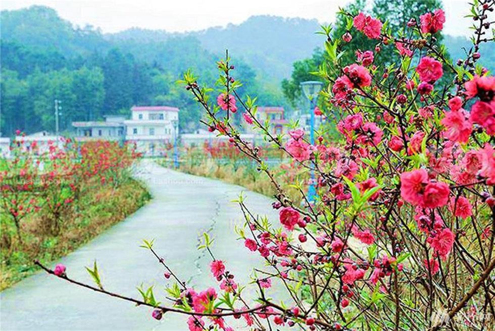 映红山村的桃花的介绍