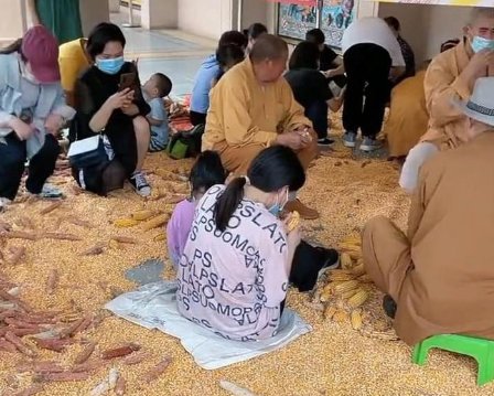 白马寺遇丰收,游客帮僧人剥玉米,你如何看待游客的这一行为?