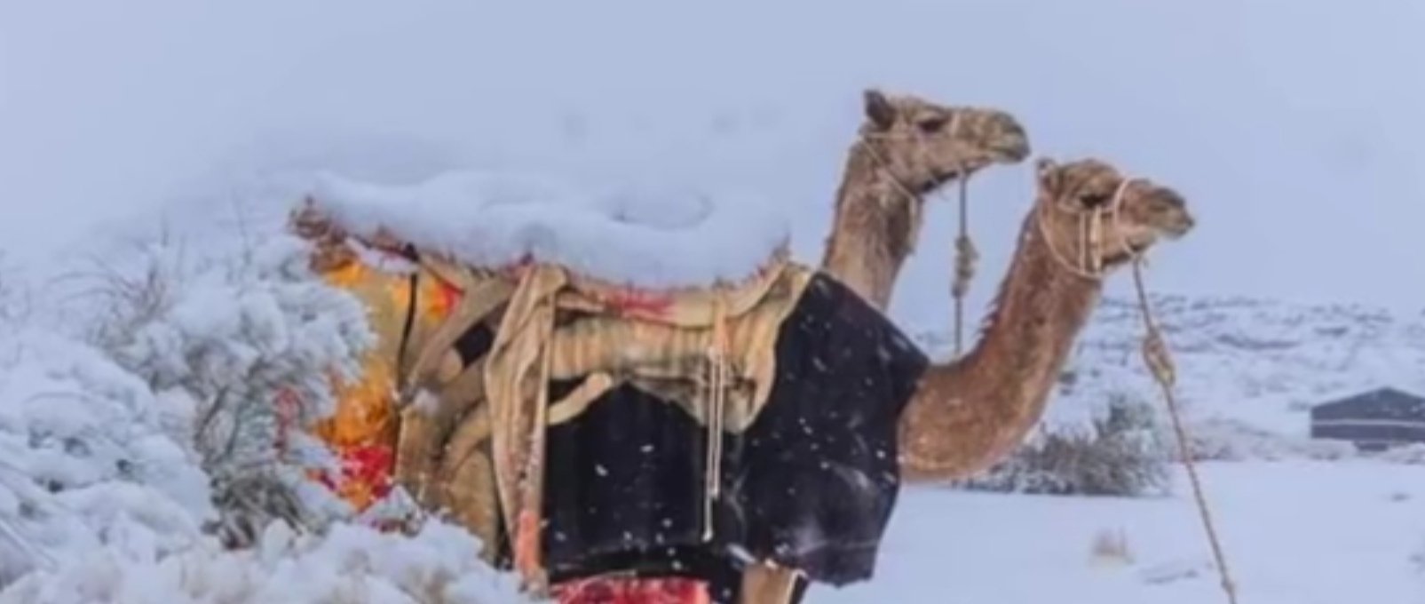 骆驼在撒哈拉沙漠雪中漫步,这个画面让你联想到了什么?