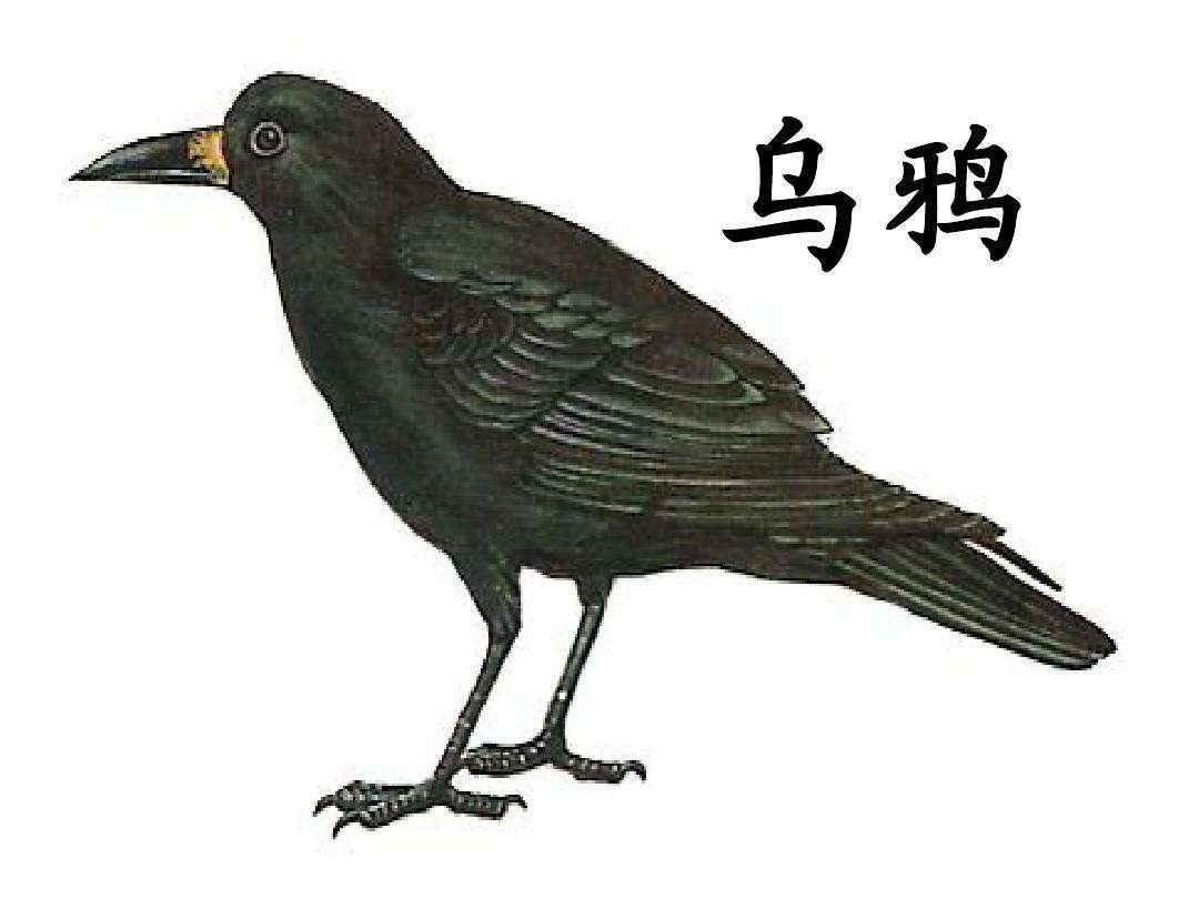 乌鸦是不祥之兆,为何故宫中会有大量乌鸦,还有专人喂养?