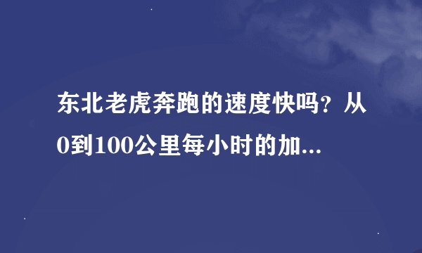 东北老虎奔跑的速度快吗？从0到100公里每小时的加速时间是多少？