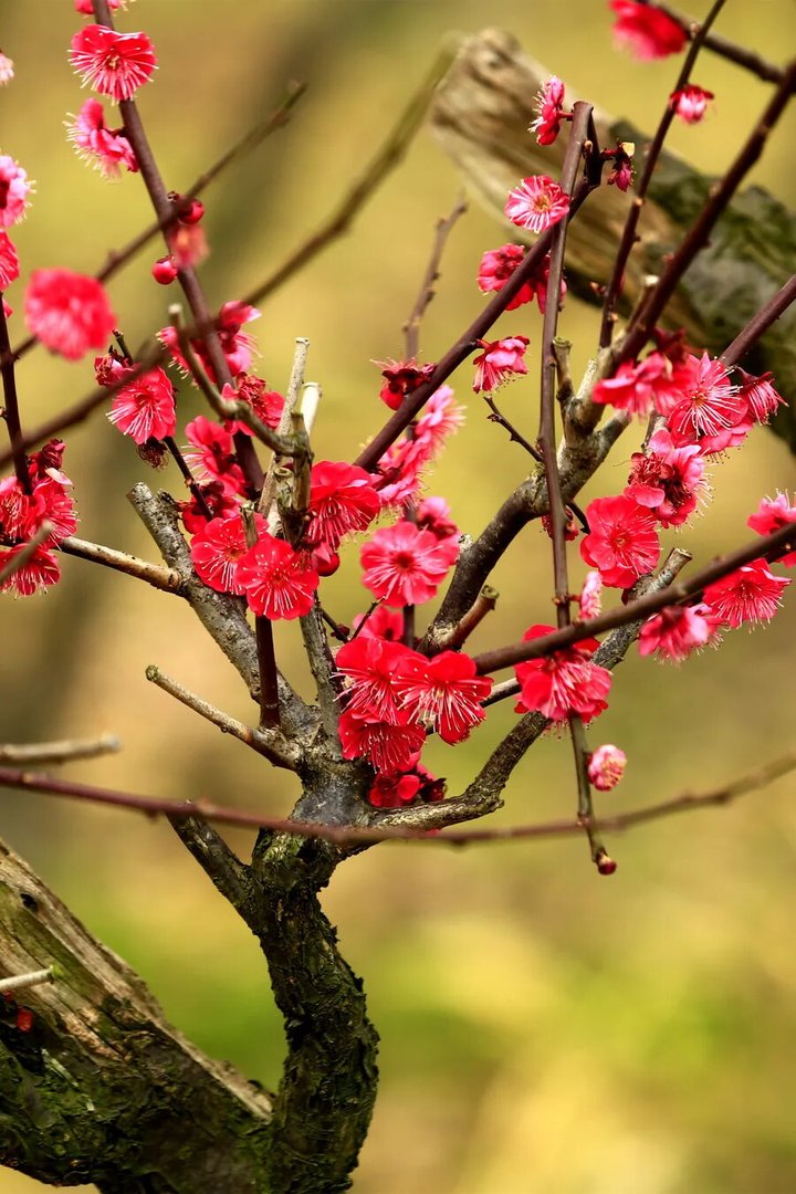 什么是梅花?