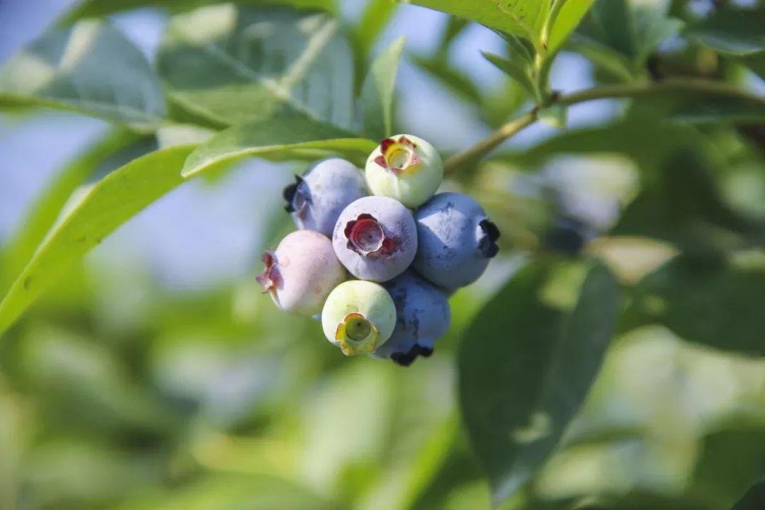 你如何看待云南一蓝莓地一夜长出百斤茶树菇这件事?