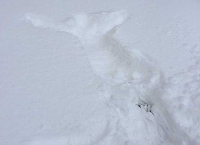 南方的猪第一次见雪兴奋不已,南方人第一次看雪都是啥样?