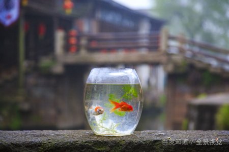 什么是畸形的爱情？