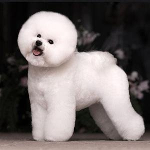 比熊犬给小黑豹当奶妈,动物当了妈妈之后也会变温柔吗?