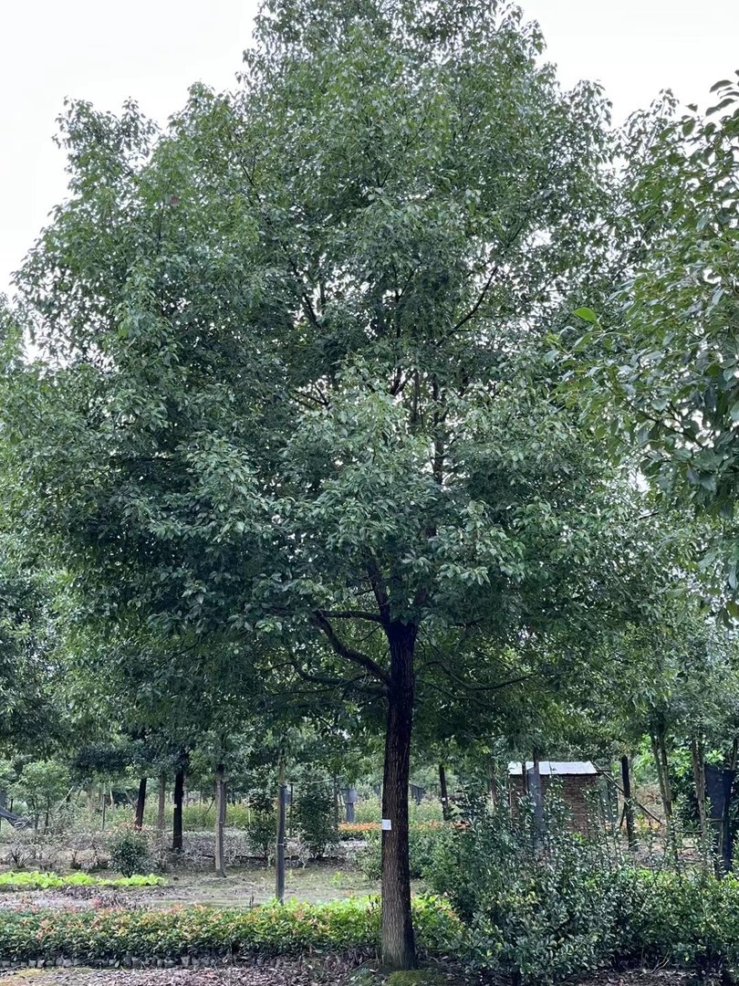 樟树一般长在哪些地方?
