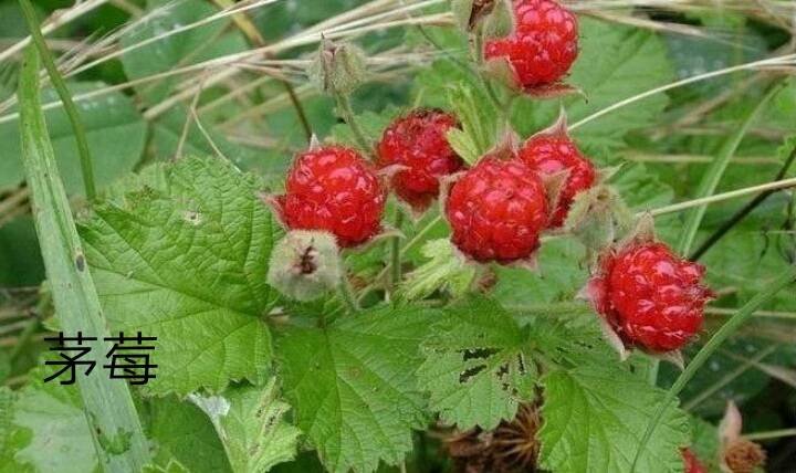 这草叫什么？
