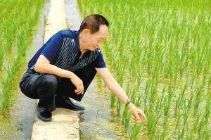 袁隆平曾拒5千美元月薪留在国内！袁隆平在国际上的名声和地位如何？