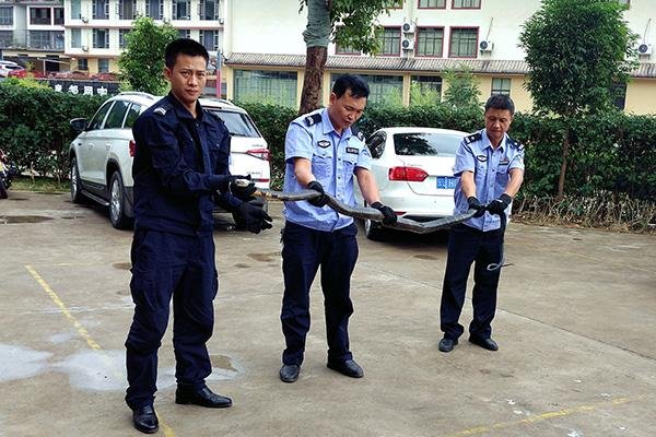 巨型眼镜王蛇出没大理一工地，当地民警是怎么处理的？