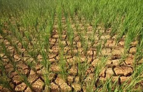 四川、重庆等六省市近1800万亩农作物受灾，高温天气带来哪些影响？