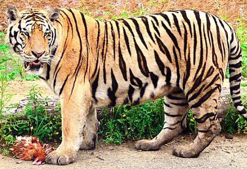 中国十大最猛的老虎排名有哪些?