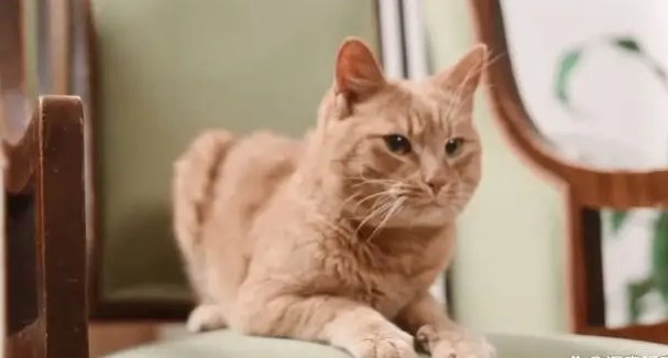 猫咪趁主人睡觉开闸放水,淹了主人家,主人是怎么处理此事的呢?