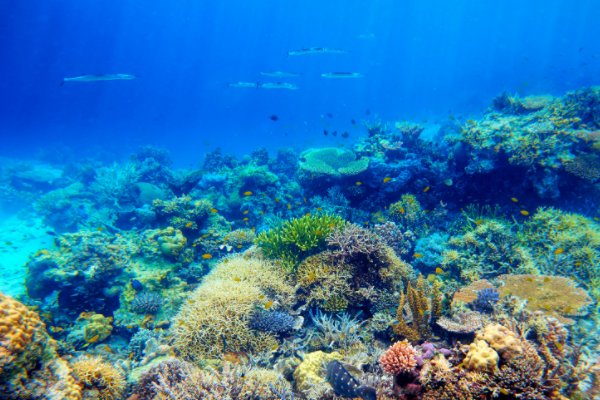 在海底10000米下还有什么生物存在呢？