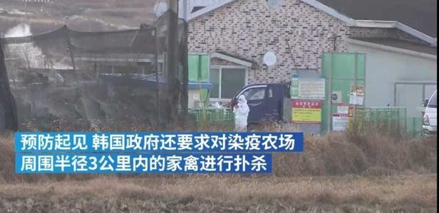 韩国扑杀440多万只家禽，这造成了多大的损失？