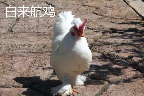 破壳而出指什么生肖动物