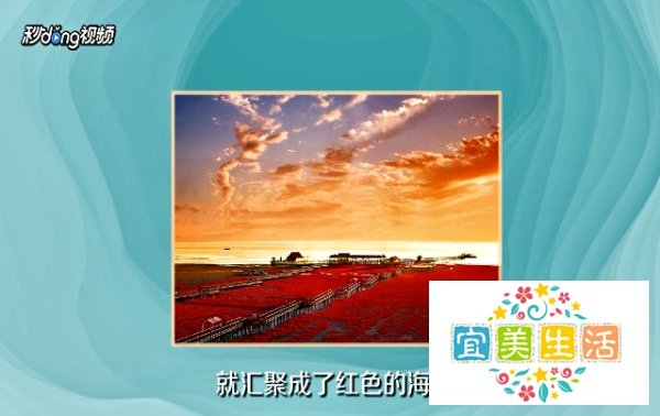 盘锦红海滩风景区游玩攻略