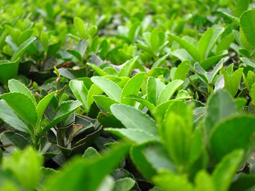 防抖降噪双重升级 佳能S95评测全解析
